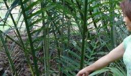 Nam sinh sát hại người trong mộng ngay ngày lễ tình nhân